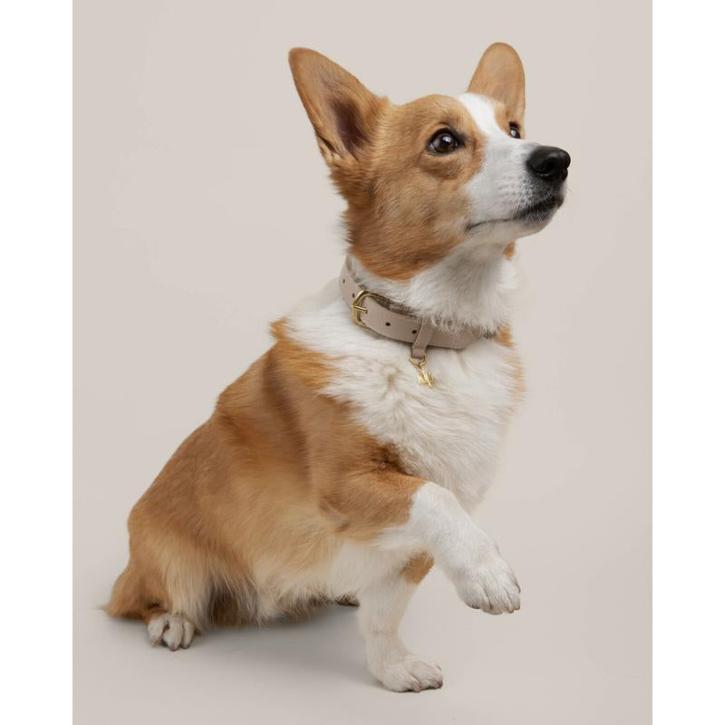 TDP Premium Dog Collar - Vegan Leather, Brass Fittings, and Keepsake Box